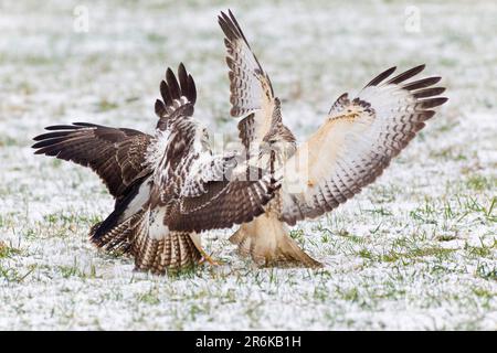 Common Buzzard, fighting over food, Lower Saxony, Germany (Buteo buteo) Stock Photo