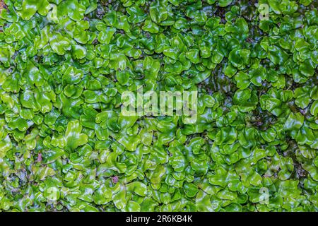 Great Scented Liverwort or Snakeskin Liverwort, Conocephalum conicum, Virtuous Well, Trelleck, Walese Stock Photo