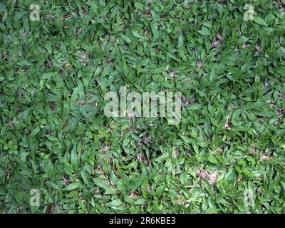 Grass texture background.  green grass background Stock Photo