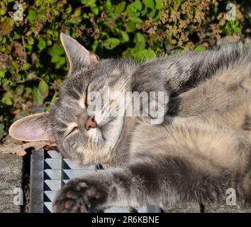 Grey domestic cat, lying on its back, sleeping Stock Photo