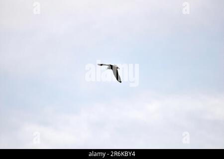 Seagull (Laridae) in flight, gull, seagull Stock Photo