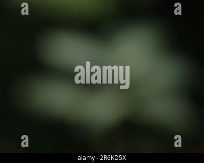 Blurry leaves background. Stock Photo