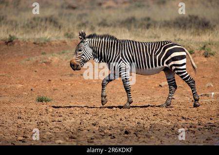 Cape mountain zebra (Equus zebra zebra), Mountain Zebra National Park, South Africa, lateral view Stock Photo