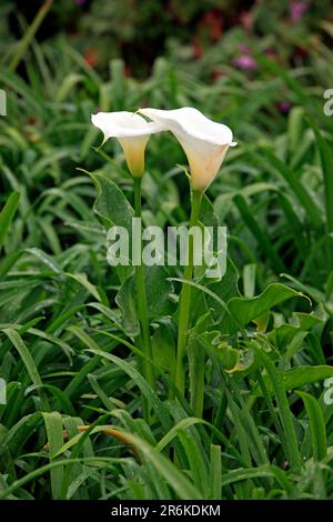 White Arum Lily (Zantedeschia aethiopica) Stock Photo