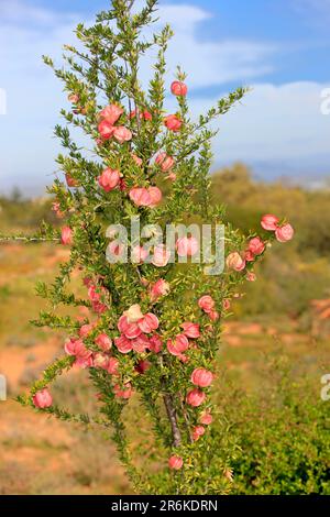 Chinese lantern tree Western Cape South Africa Nymania capensis Stock Photo Alamy