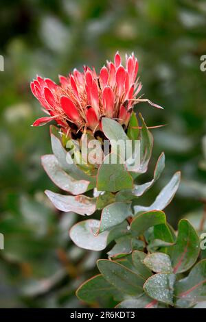 King protea (Protea cynaroides), South Africa Stock Photo