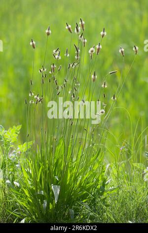 English Plantain (Plantago lanceolata), Bulgaria Stock Photo