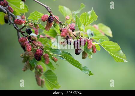 Black Mulberry (Morus nigra) Tree, branch with fruits, Bulgaria Stock Photo