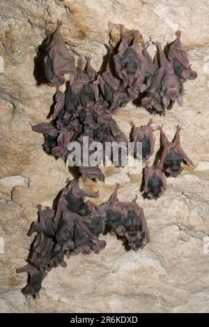 Greater Horseshoe Bats (Rhinolophus ferrumequinum), youngs, Bulgaria Stock Photo