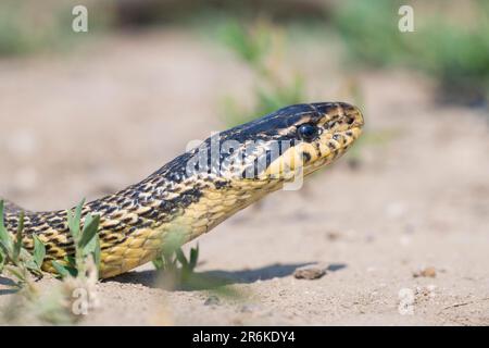 Four-lined Snake (Elaphe quatuorlineata), Bulgaria Stock Photo