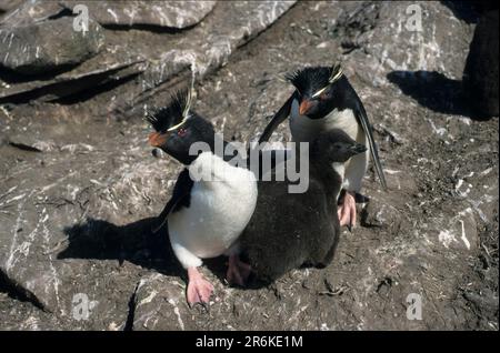 Rockhopper Penguins, pair with young, Saunders Island, Falkland Islands (Eudyptes chrysocome) Stock Photo