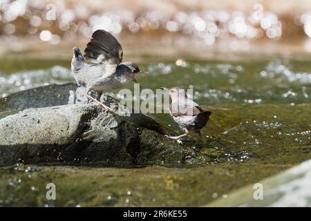 American White-throated Dipper (Cinclus mexicanus) with young bird, Tapanti National Park, Grey Dipper, Costa Rica Stock Photo