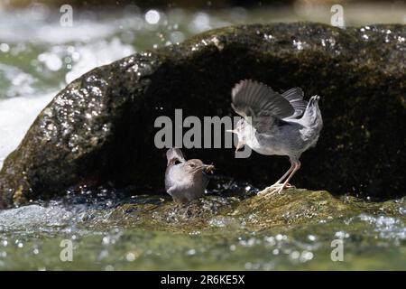 American White-throated Dipper (Cinclus mexicanus) with young bird, Tapanti National Park, Grey Dipper, Costa Rica Stock Photo