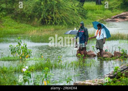 Village people angling during a rainy day, Tamil Nadu, South India, India, Asia Stock Photo