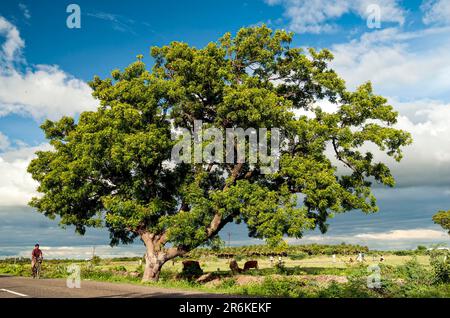 Neem Tree (Azadirachta Indica a. juss) (Melia azadirachta linn) on a Village road side Tamil Nadu, South India, India, Asia Stock Photo
