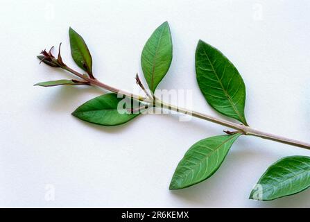 Medicinal leaves, Henna Lalba Lam Mehanti (Lawsonia inermis Linn) studio shot, Tamil Nadu, South India, India, Asia Stock Photo