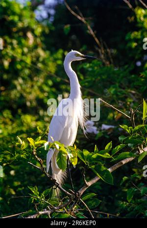 Eastern great egret (Ardea modesta) Ranganathittu Bird Sanctuary near Mysuru Mysore, Karnataka, South India, India, Asia Stock Photo