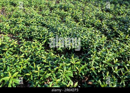 Green Manure brown hemp (Crotalaria juncea) Indian hemp, Madras hemp sunn hemp Coimbatore, Tamil Nadu, South India, India, Asia Stock Photo