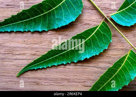 Medicinal leaves Neem leaves (Azadirachta indica A. Juss) studio shot, Tamil Nadu, South India, India, Asia Stock Photo