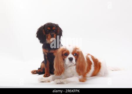 Cavalier King Charles Spaniel, Blenheim and puppy, black-and-tan Stock Photo