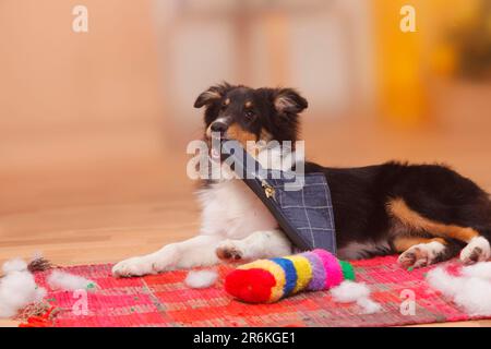 Sheltie slippers shop