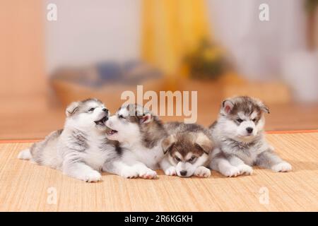 Alaskan Malamutes, puppies, 6 weeks Stock Photo