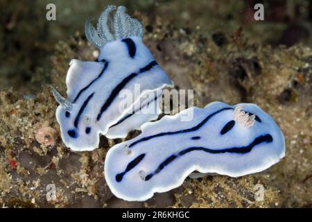 Blue Dorid Nudibranch, pair, Raja Ampat, West Papua, Indonesia (Chromodoris willani) Stock Photo