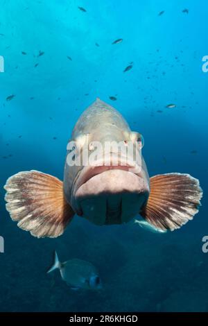 Dusky Grouper (Epinephelus marginatus), Medes Islands, Costa Brava, Sea, Spain Stock Photo