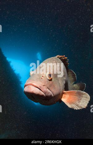 Dusky Grouper (Epinephelus marginatus), Medes Islands, Costa Brava, Sea, Spain Stock Photo