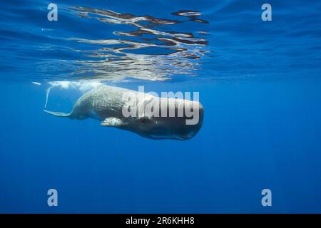 Sperm Whale (Physeter macrocephalus), Port Elizabeth, South Africa Stock Photo