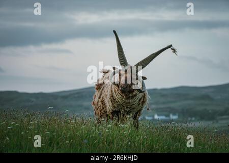 The Majestic Manx Loaghtan - Isle of Skye Stock Photo