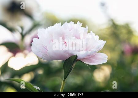 rose peony in a summer flower bed close-up Stock Photo