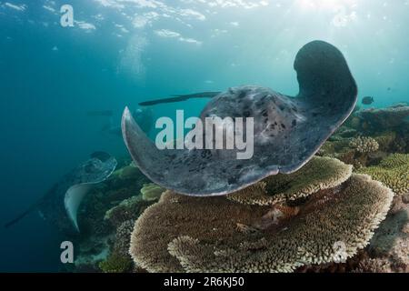 Round Ribbontail Rays and diver, Ellaidhoo House Reef, Ari Atol, Maldives (Torpedo melanospila), Black-spotted Stingray (Taeniura meyeni) Stock Photo