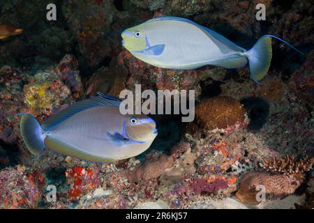 Bignose unicornfishes (Naso vlamingii), Kandooma Caves, South Male Atoll, Masked nose doctor, lateral, exempt, Maldives Stock Photo