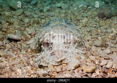 Common Cuttlefish (Sepia officinalis), Istria, Adriatic Sea, Croatia Stock Photo