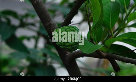 Sarikaya fruit or custard apple or sugar apple on the tree Stock Photo
