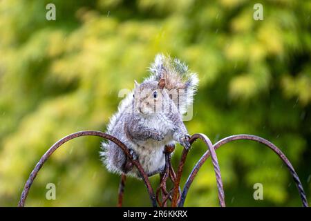 Grey Squirrel raiding Juliet's bird feeders in my garden Stock Photo