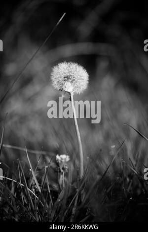Sugar stealer dandelion seeds single stem black and white Stock Photo