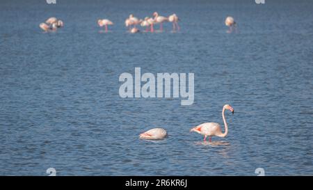 Pink flamingos in Peyriac-de-Mer, France Stock Photo