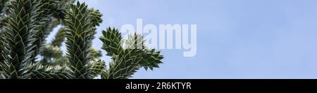 4x1 banner for websites and social networks with araucaria branches on a blue sky background Stock Photo