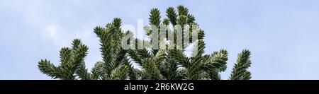 4x1 banner for websites and social networks with araucaria branches on a blue sky background Stock Photo