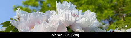 4x1 banner for social networks and websites. Close-up of large white peony flower Stock Photo