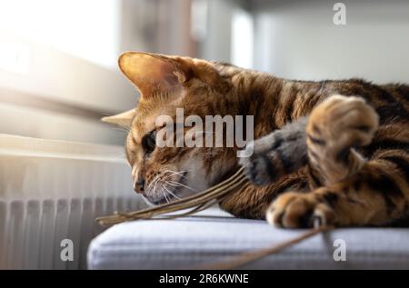 Brown striped Bengal cat plays with toy mouse Stock Photo