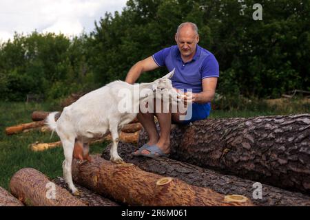 a middle-aged man feeds a white goat crackers sitting on logs and smiles Stock Photo