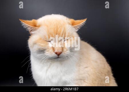 white red sick cat with lowered sore ears Stock Photo