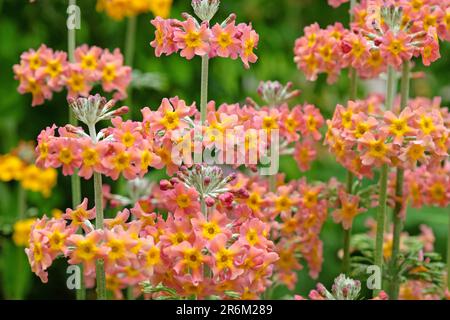 Colourful Japanese Primroses in flower. Stock Photo