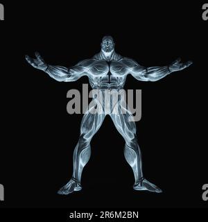 bodybuilder muscle maps with arms wid open in white background, 3d ...