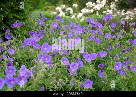 Hardy Geranium 'Orion' in flower. Stock Photo