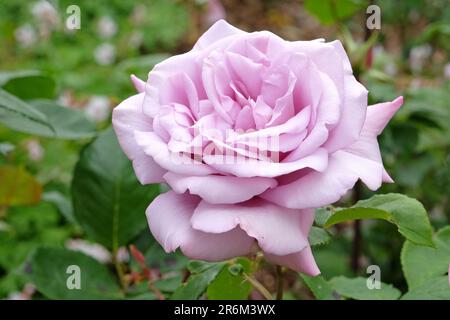 Twice in a blue moon, flowering Hybrid Tea rose. Stock Photo