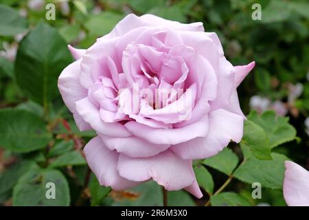 Twice in a blue moon, flowering Hybrid Tea rose. Stock Photo